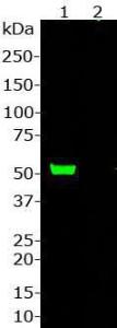 Western blot analysis of Anti-Cas9 from Staphylococcus Aureus Antibody(1:2000)