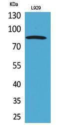 Anti-PDGF Receptor alpha Rabbit Polyclonal Antibody