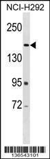 Anti-ARAP2 Rabbit Polyclonal Antibody (FITC (Fluorescein Isothiocyanate))