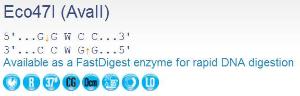 FERMER0312 - ENZYME ECO47I 4000 UNITS