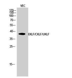 Western blot analysis of VEC cells using Anti-KLF Antibody