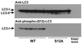 Anti-LC3C Rabbit Polyclonal Antibody