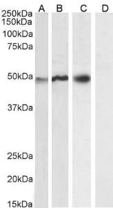 Anti-NCF1 Antibody (A83765) (0.2 µg/ml) staining of U937 (A), (0.01 µg/ml) Daudi (B), (0.3 µg/ml) U251 (C) and negative control A431 (D) cell lysate (35 µg protein in RIPA buffer). Detected by chemiluminescence