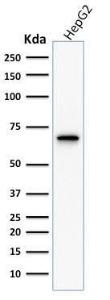 Western blot analysis of human HepG2 cell lysate using Anti-COX2 Antibody [COX2/1941]