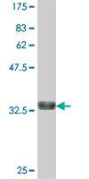 Anti-GAN Mouse Polyclonal Antibody