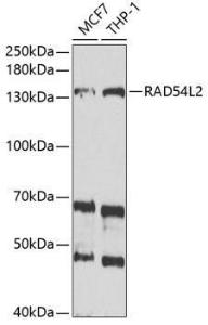 Western blot analysis of extracts of various cell lines, using Anti-ARIP4 Antibody (A9802) at 1:1000 dilution