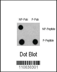 Anti-LC3C Rabbit Polyclonal Antibody