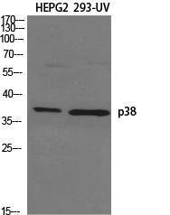 Anti-p38 MAPK antibody