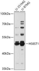 Western blot analysis of extracts of various cell lines, using Anti-HS6ST1 Antibody (A309221) at 1:1000 dilution