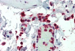 Anti-NCF1 Antibody (A83765) (5 µg/ml) staining of paraffin embedded Human Colon. Steamed antigen retrieval with citrate buffer pH 6, AP-staining