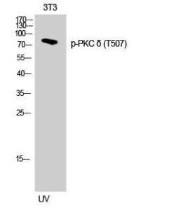 Western blot analysis of 3T3 cells using Anti-PKC delta (phospho Thr505) Antibody