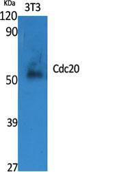 Antibody anti-P55CDC 100 µg