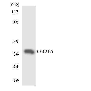 Western blot analysis of the lysates from RAW264.7 cells using Anti-OR2L5 Antibody