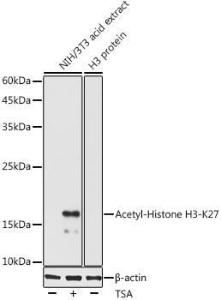 Anti-Histone H3 (acetyl Lys27) Rabbit Antibody