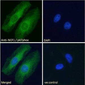 Anti-NCF1 Antibody (A83765) - Immunofluorescence analysis of paraformaldehyde fixed HeLa cells, permeabilized with 0.15% Triton. Primary incubation 1hr (10 µg/ml) followed by Alexa Fluor 488 secondary antibody (2 µg/ml), showing cytoplasmic staining