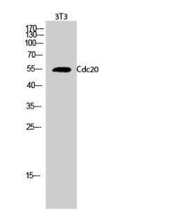 Antibody anti-P55CDC 100 µg