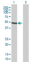 Anti-ACTR10 Mouse Polyclonal Antibody