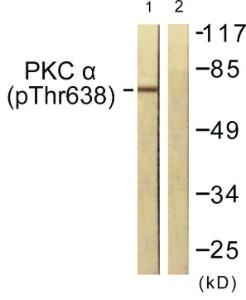 Western blot analysis of lysates from NIH/3T3 cells treated with UV 15' using Anti-PKC alpha (phospho Thr638) Antibody. The right hand lane represents a negative control, where the antibody is blocked by the immunising peptide.