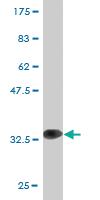 Anti-GAN Mouse Monoclonal Antibody [clone: 4G7]