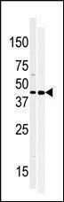 Anti-MOS Rabbit Polyclonal Antibody