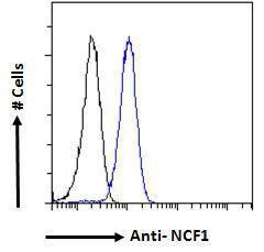 Anti-NCF1 Antibody (A83765) - Flow cytometric analysis of paraformaldehyde fixed HeLa cells (blue line), permeabilized with 0.5% Triton