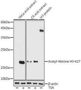 Anti-Histone H3 (acetyl Lys27) Rabbit Antibody