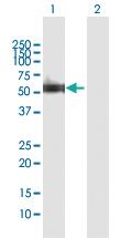 Anti-XRCC4 Rabbit Polyclonal Antibody