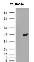 Anti-TARDBP Rabbit Polyclonal Antibody