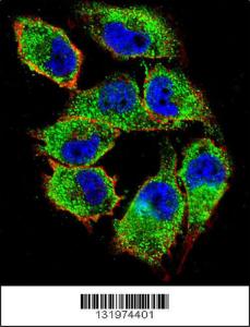 Anti-NKD2 Rabbit Polyclonal Antibody (FITC (Fluorescein Isothiocyanate))