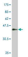 Anti-KLF10 Mouse Monoclonal Antibody [clone: 4F9]