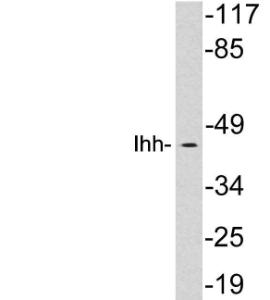 Western blot analysis of lysates from HepG2 cells using Anti-Ihh Antibody