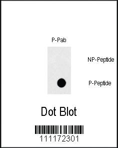 Anti-FAS Rabbit Polyclonal Antibody