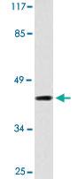 Anti-MNDA Rabbit Polyclonal Antibody