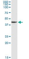 Anti-XRCC4 Rabbit Polyclonal Antibody