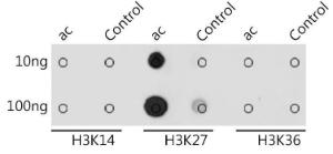 Anti-Histone H3 (acetyl Lys27) Rabbit Antibody