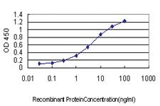 Anti-NRAS Mouse Monoclonal Antibody [clone: 2A3]