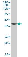 Anti-ACTR10 Mouse Polyclonal Antibody