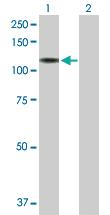 Anti-NRCAM Rabbit Polyclonal Antibody