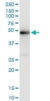 Anti-XRCC4 Rabbit Polyclonal Antibody