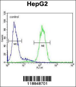 Anti-AGXT Rabbit Polyclonal Antibody (HRP (Horseradish Peroxidase))