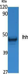 Western blot analysis of extracts from NIH 3T3 cells using Anti-Ihh Antibody