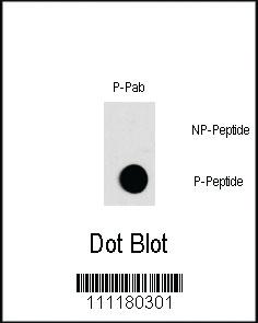 Anti-FOS Rabbit Polyclonal Antibody