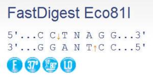 FERMFD0374 - ENZYME FD ECO81I 50µL (50RXN)