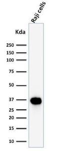 Western blot analysis of Raji cell lysate using Anti-BOB1 Antibody [BOB1/2425]