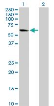 Anti-NRF1 Rabbit Polyclonal Antibody