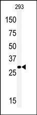 Anti-MEOX1 Rabbit Polyclonal Antibody (AP (Alkaline Phosphatase))