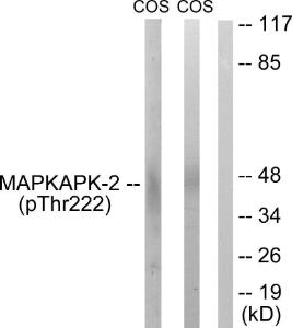 Western blot analysis of lysates from COS7 cells treated with UV 15' using Anti-MAPKAPK-2 (phospho Thr222) Antibody. The right hand lane represents a negative control, where the Antibody is blocked by the immunising peptide