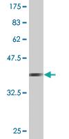 Anti-PCDHA7 Mouse Monoclonal Antibody [clone: 1C7]