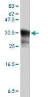 Anti-PTGER4 Mouse Polyclonal Antibody