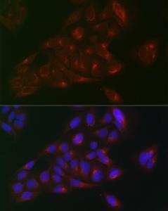 Immunofluorescence analysis of U-2 OS cells using Anti-RAB1B Antibody (A309223) at a dilution of 1:100 (40x lens). DAPI was used to stain the cell nuclei (blue).